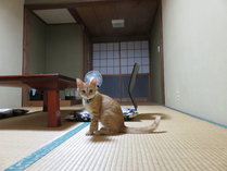十畳のお部屋で、お客様にご挨拶しようと待っている宿の看板猫のチャチャです。