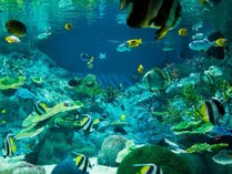 浅虫水族館／サンゴ礁の海
