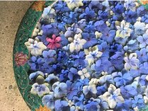 一条恵観山荘　花手水　紫陽花は4月下旬からお楽しみいただけます