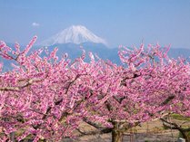 果樹園からの富士山