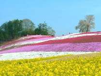 あざやかに咲く花の絨毯にうっとり！みさと芝桜公園は一見の価値あり★ご宿泊は群馬の名湯「伊香保温泉」へ