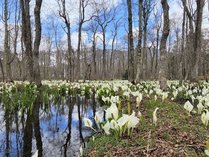 当館裏庭は水芭蕉の群生が楽しめます。見頃は4月末～５月中旬です。