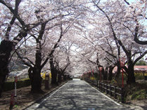 桜のトンネルが美しい岳温泉桜坂