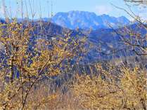 【ロウバイ】　1～2月下旬　宝登山神社山頂では冬の花の良い香り　車で10分