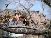 お庭　春の風景