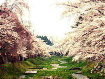 春には猪苗代の観音寺川が桜満開になります
