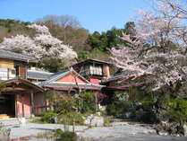 桜時期の千歳楼 写真