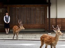 玄関鹿さん