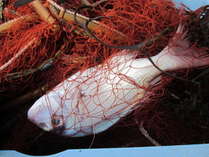 刺し網漁で獲れたての鯛（舟盛り、塩焼き、煮付けで・・・）