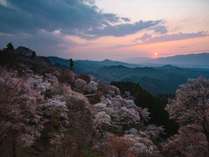 吉野山の桜　桜シーズン