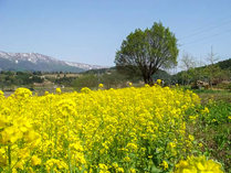 菜の花：飯山　春