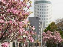 春の大通公園から眺めた札幌プリンスホテル