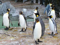 ペンギンとふれあい体験もできる長崎ペンギン水族館。繁殖に成功した種類数でも日本屈指です。