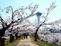 【春の五稜郭公園】桜の時期は絶好のお花見スポットに。（例年5月上旬～中旬）