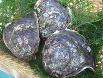 生で食べられる新鮮な天領岩牡蠣　5月～7月中旬頃まで