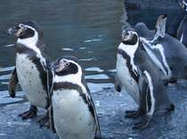 旭山動物園で整列するペンギン君。２種類が飼育されています。