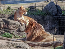 【周辺情報】エサやり体験ができるエリアもある天王寺動物園は人気スポット