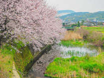 【#春-イメージ】里山の春の味覚を存分にお楽しみいただける春限定プラン♪