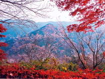 【城峯公園の冬桜・紅葉】当館から車で3分の城峯公園で冬桜と紅葉が同時に観賞できます