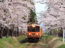 桜と津軽鉄道
