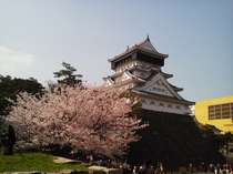 小倉城の桜は圧巻！毎年お花見の方で賑わいます♪