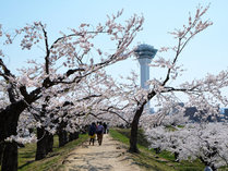 【五稜郭公園】春にはソメイヨシノが咲き誇ります