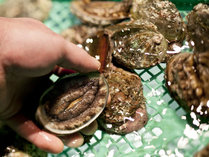 【北海道産蝦夷アワビ】その日に水槽から出して調理する新鮮なアワビをご堪能ください。