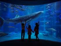 大阪観光には世界最大級の水族館「海遊館」がオススメ★