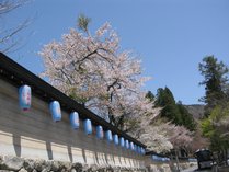 洞川の桜は4月中旬頃が見頃です。（龍泉寺・徒歩1分）