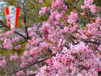 毎年桜の季節は大賑わい＠上野恩賜公園