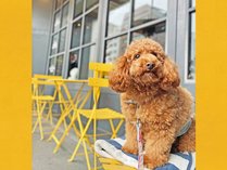 【BUNDOZA　CAFE　&　BAR】テラス席は愛犬の同伴が可能です。