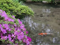 中庭の池の鯉と脇に咲くツツジ