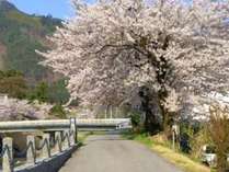飛騨の桜の見ごろは例年４月中旬～下旬にかけてです。