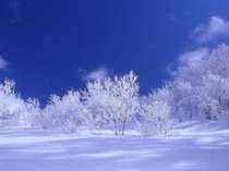 【煌く樹氷】快晴の青空に樹氷が輝く