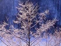 【ダイヤモンドの木】冷え込んだ朝、木々はダイヤモンドを散りばめた様な霧氷に覆われる。