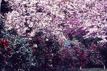春を彩る雪椿と桜の競演。4月いっぱい位まで