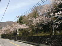 春にはホテル前の桜並木が華やぎます。