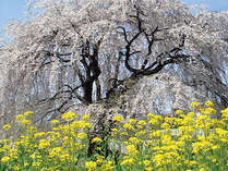 樹齢５００年黒部のエドヒガン桜