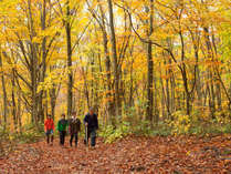 *秋の白神山地／美しく色付くブナ林の中を散策。紅葉の季節は人気の観光シーズンです♪