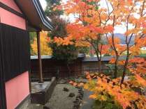 庭の楓紅葉