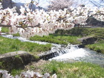 【川桁・観音寺川の桜】当館より車で１５分♪川のほとりにたくさんの桜♪