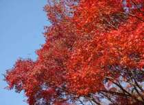 あたり一面を色鮮やかに覆い尽くす紅葉の季節。霧島連山の紅葉を、温泉と共にお楽しみください。