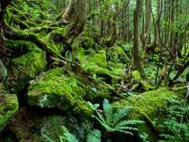 蓼科大滝遊歩道◆蓼科大滝遊歩道は苔の森に囲まれた自然豊かな観光スポットです
