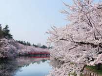 春爛漫☆桜の名所「弘前城」は車で60分♪