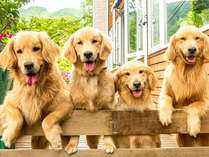 ・ようこそ！看板犬の4匹のゴールデンレトリーバーが元気にお出迎えします