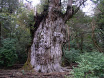 【縄文杉】樹齢7200年とも言われる大木。神秘的な生命力に感動をもらえます。