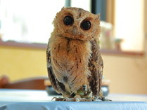 フクロウのいる宿　オーベルジュ渓翠館 (福島県)