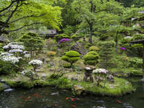 皐月　つつじと鯉　鮮やか天然色の中庭、回遊式日本庭園です