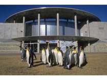 ペンギン水族館とペンギンたち♪