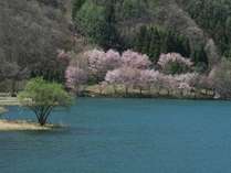 中綱湖桜